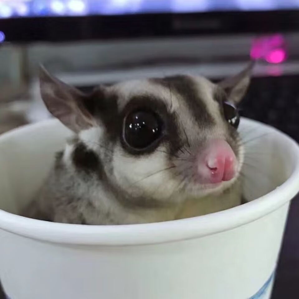 京选推荐澳洲密袋鼬密袋鼯活体宝宝活物蜜袋鼬幼崽会飞小宠饲养套餐很