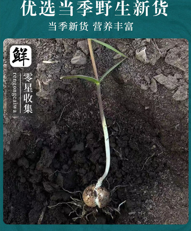 伟博纯川贝母正宗川贝雪梨川贝中药川贝母粉新货无硫手选旗舰官网 纯