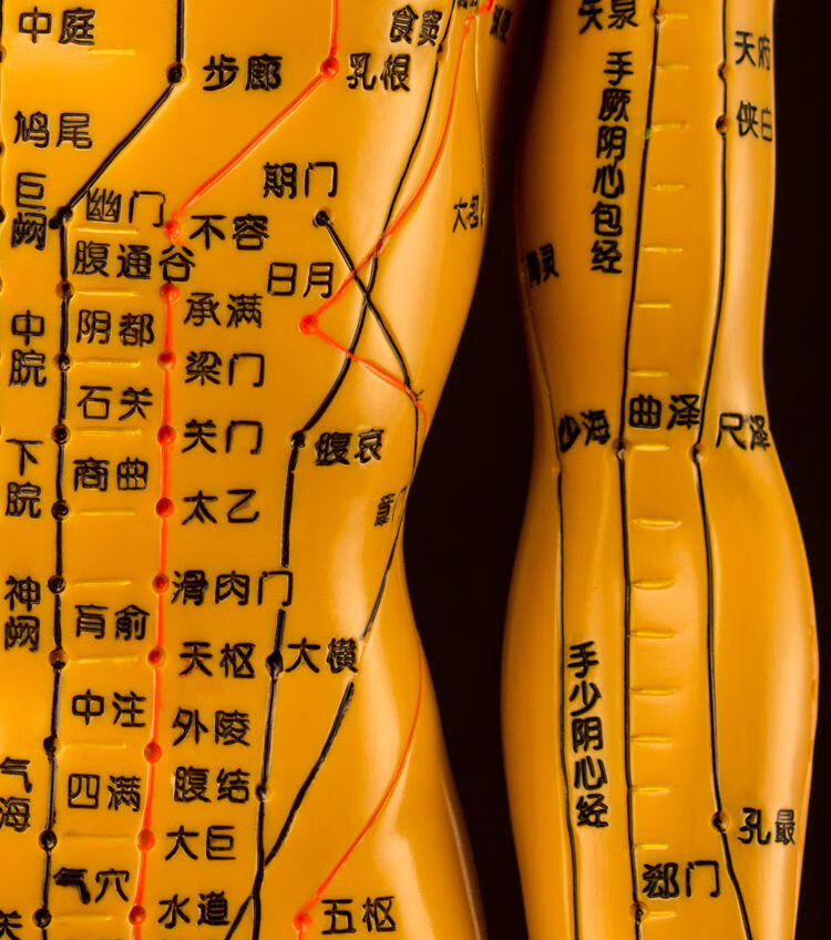 中医针灸穴位图人体模型铜人全身十二经络小皮人针灸模特扎针练习 48