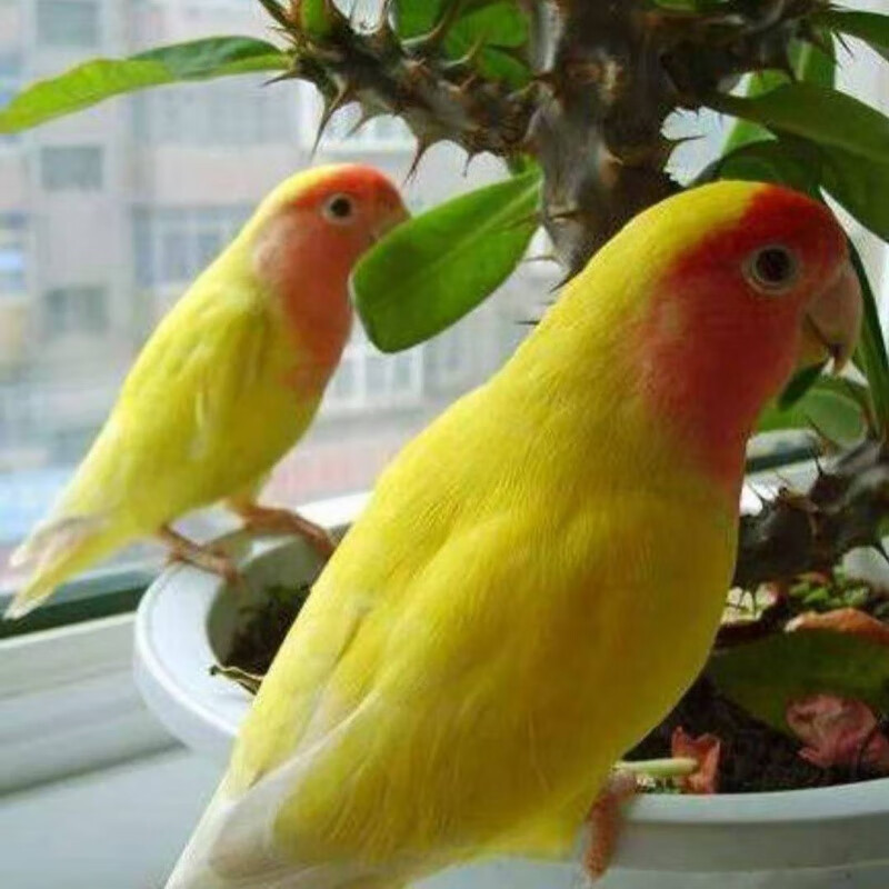 【京选推荐】玄凤鹦鹉活体学说话中型手养黄化玄凤鹦鹉一对可繁殖鹦鹉