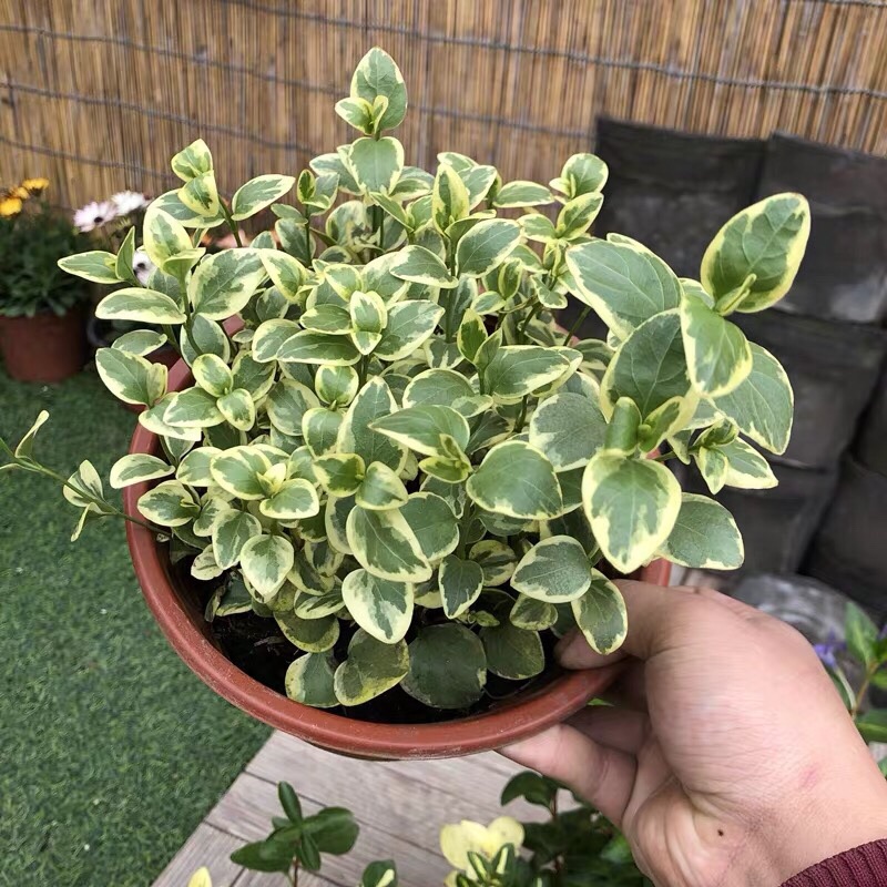 耐晒吊兰花叶蔓吊兰盆栽庭院花园地栽植物阳台垂吊四季常绿 花叶蔓/19