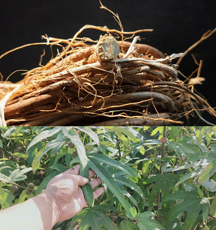 五指毛桃根中药材新鲜野外生长五爪龙牛奶根食材干货煲汤材料 精选