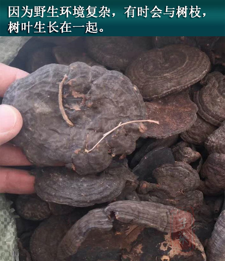 香血灵芝深山黑芝黑灵芝乌芝皱盖假芝可切灵芝片泡