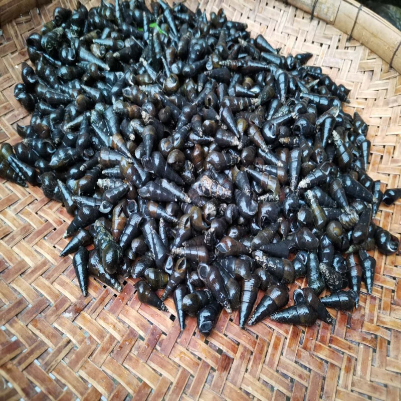 广西鲜活山坑螺黑螺河水螺石螺野生山坑螺钉螺新鲜香螺紫金坑螺