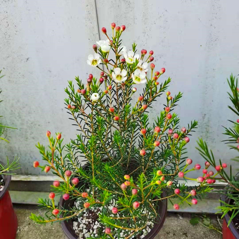 进口澳洲腊梅盆栽 澳梅阳台多年生观花植物风蜡花淘金彩梅花3颜色 松