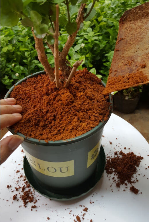 茉莉花土茉莉花专用土茉莉花盆栽种植营养土家用园艺土壤酸性绿植有机