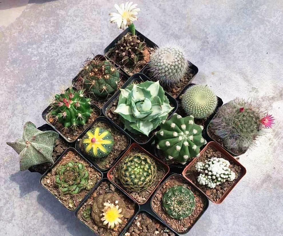 仙人球组合实生无刺仙人掌多肉花卉植物室内花小盆栽精品星兜稀有