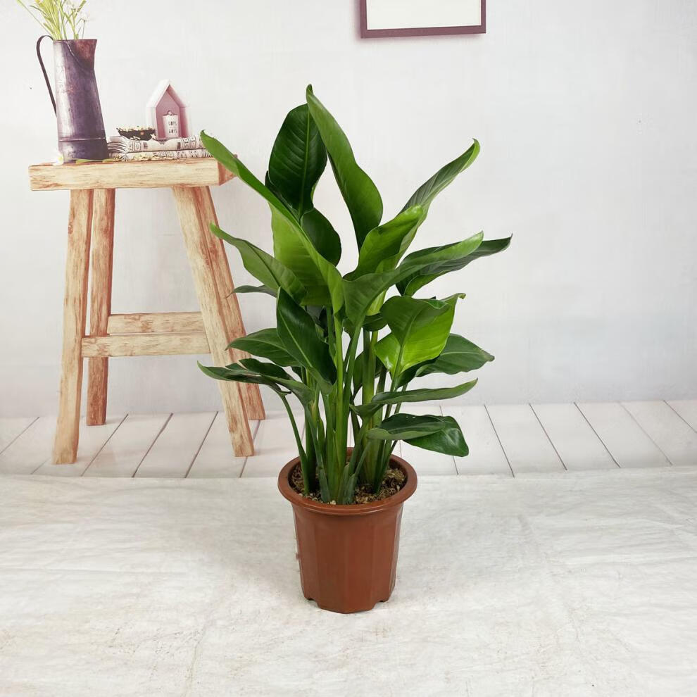 植物鹤望兰客厅办公室大盆栽绿植天堂鸟大含草编花盆5060公分三棵苗