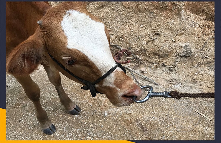 弹簧牛鼻钳中号大号牛鼻环穿孔钳加固塑料牛鼻圈不锈钢牛鼻钳子哚优