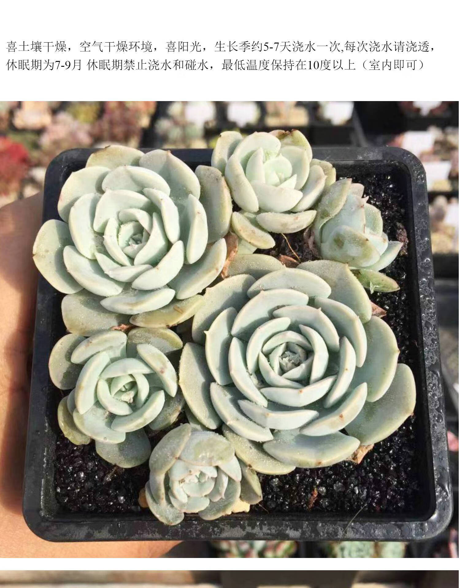 花魁 鲁氏石莲大老桩含盆奇趣肉肉花卉盆栽桌面 小群生 含盆