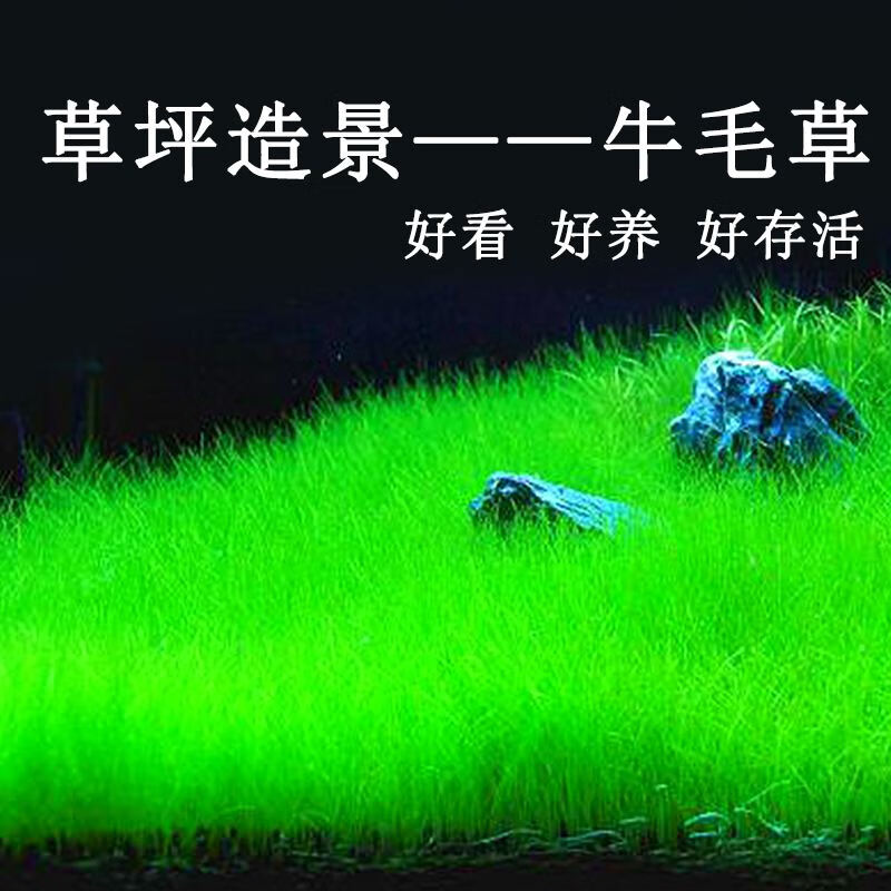 日本迷你牛毛毡活体水草水下叶无菌杯鱼缸阴性淡水植物造景前景草迷你