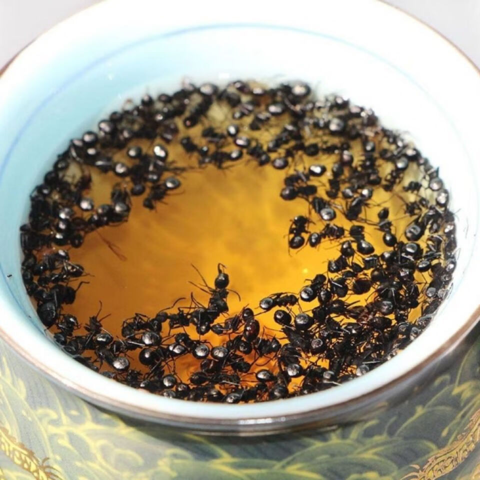 云南文山蚂蚁干 大黑蚂蚁 拟黑多刺蚂蚁干可粉可泡酒选 精品 超大黑