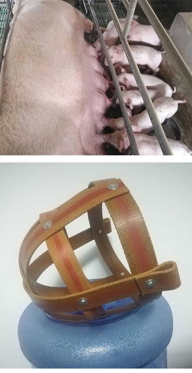 母猪防咬套仔猪神器猪嘴套防咬母猪嘴套马牛羊防吃东西猪用专用