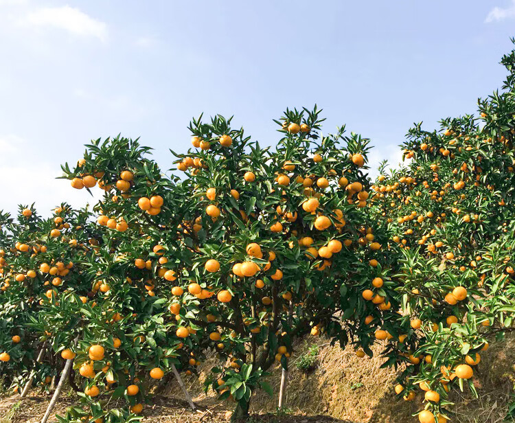 桔子树黄岩无核蜜桔苗 嫁接桔子树苗 甜橘子 黄岩蜜桔果树苗当年结果