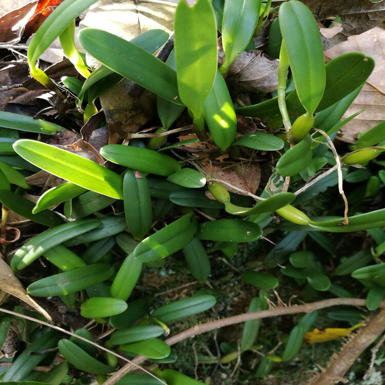 石仙桃岩豆石橄榄盆景盆栽绿植假山用阿芹精选盆栽专用15棵不含盆