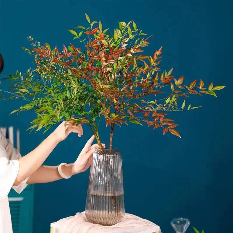 火焰南天竹水培观叶植物鲜切南天竹客厅办公水养花颜色随季节变换为准