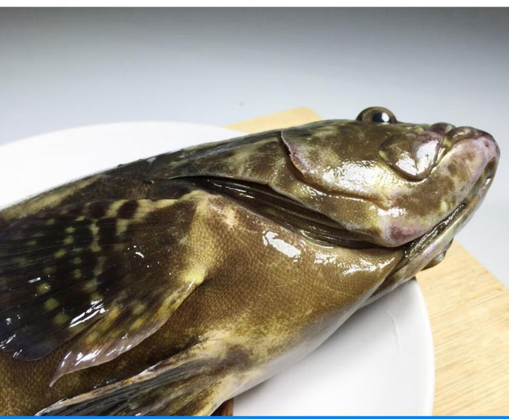 海升东 龙胆石斑鱼 鲜活特大石斑鱼 6斤龙胆鱼 海鲜水产 处理后发货