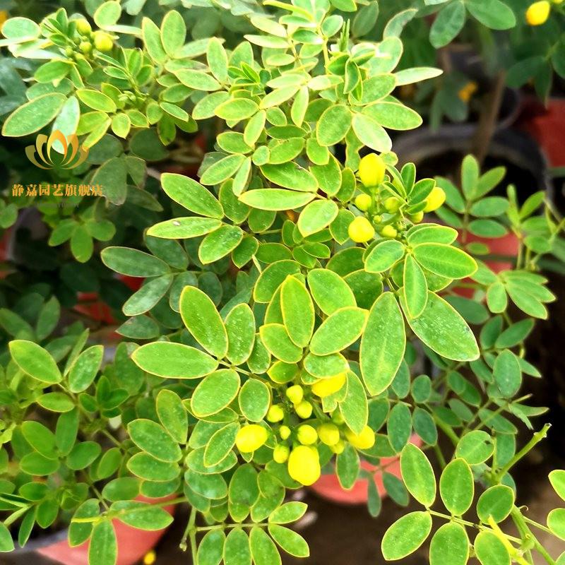 静嘉 黄金梅盆栽耐寒木本植物庭院花园多年生花卉露天室外阳台开花带