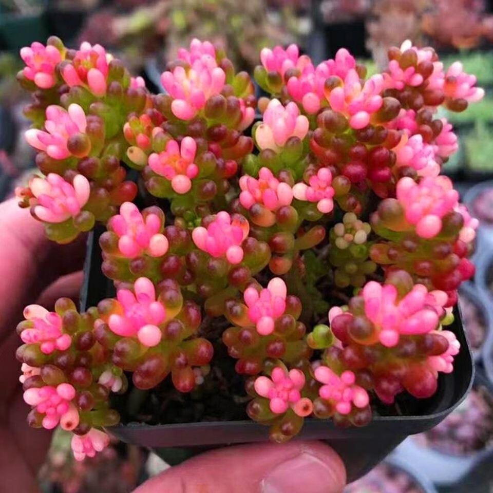 【红心浆果】彩色浆果多肉植物肉肉花卉红色浆果肉肉爆盆花卉阳台 红