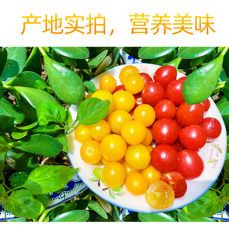 顺丰千禧夏日阳光黄色圣女果双拼樱桃小番茄柿子新鲜采摘自然熟5斤装2