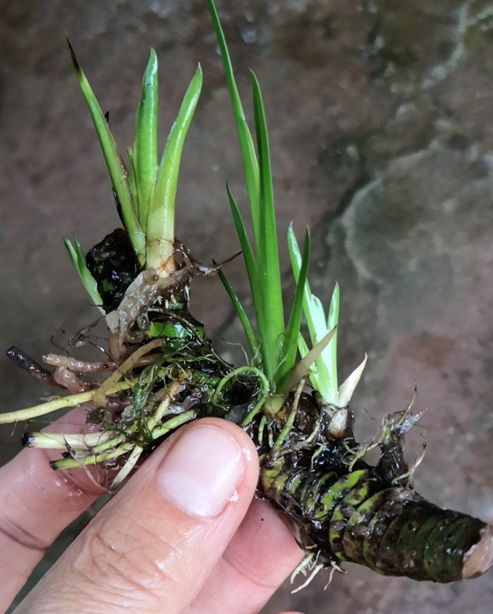 野生龙根水菖蒲耐阴四季常青水培盆景养鱼龟缸挺水绿色水生绿植龙根水