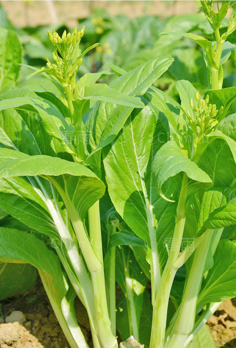 早熟白菜苔种籽菜种香甜广东菜心四季白菜苔菜种籽青菜蔬菜种子孑 早