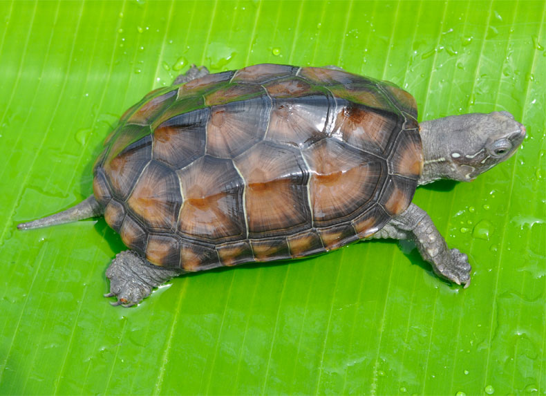 乌龟活物中华草龟活体外塘龟巴西龟鳄龟金线草龟宠物小乌龟推荐好养