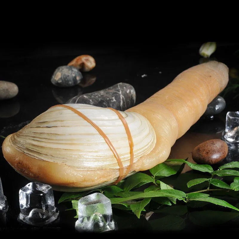 正宗象拔蚌鲜活刺身水产肉质细腻象牙蚌 800g---900g/只【图片 价格