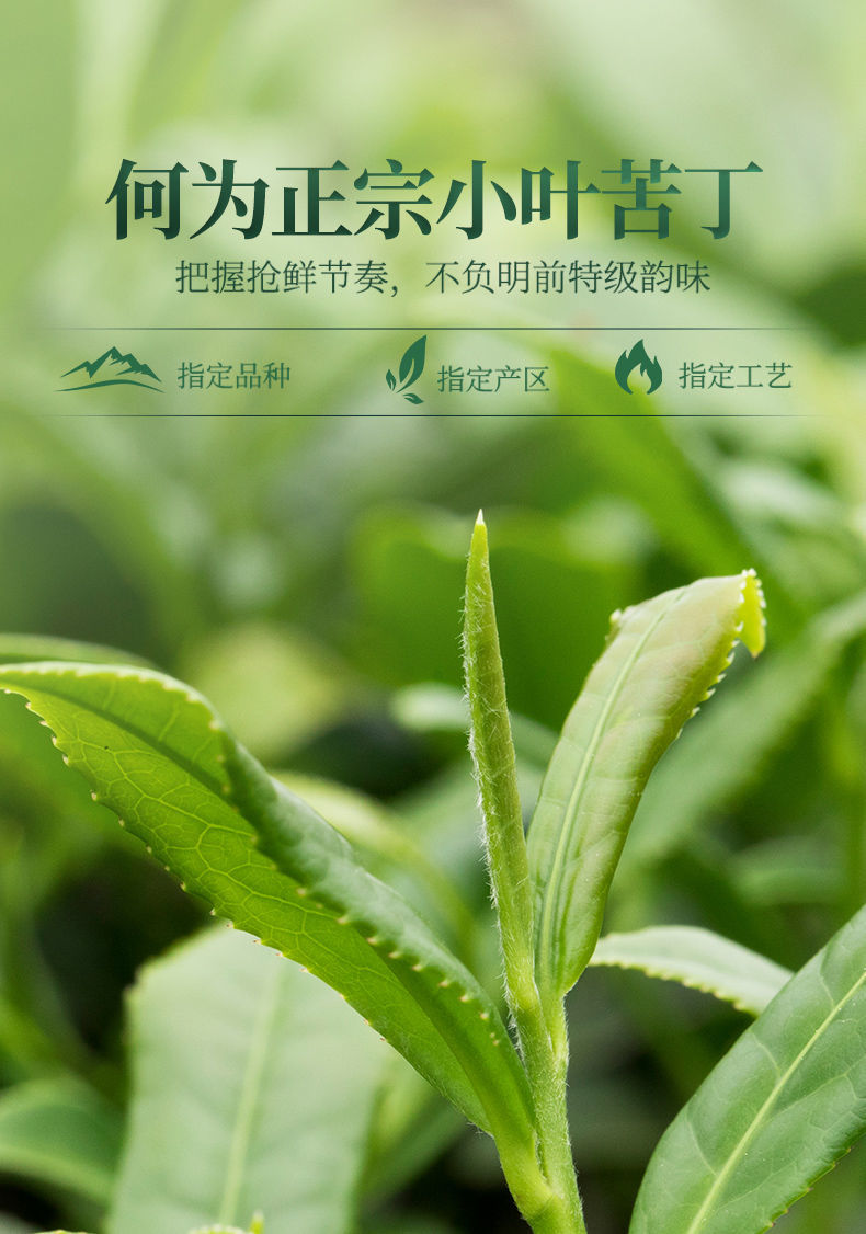 苦丁茶嫩芽野生小叶苦丁茶特级嫩叶苦丁茶花草茶苦丁茶5罐