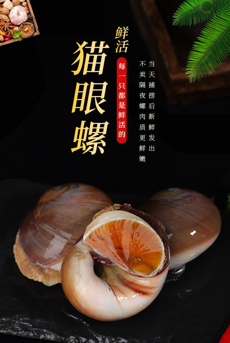 海捕特大猫眼螺干净无沙肉肥小香螺翡翠螺螺类批发