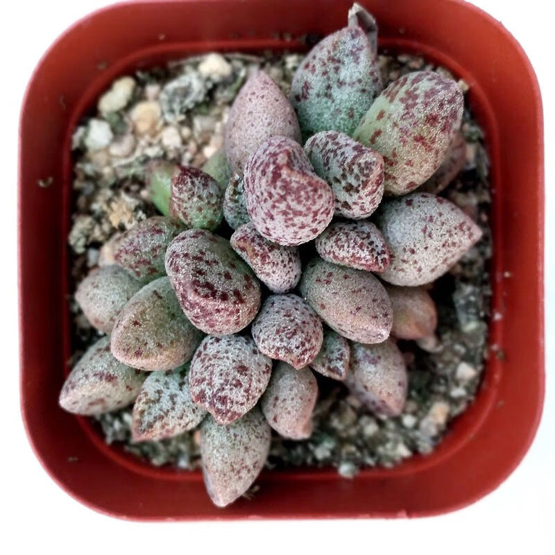 新品海豹水泡多肉植物梅花鹿花卉盆栽绿植肉肉多肉水泡辐射海豹34片