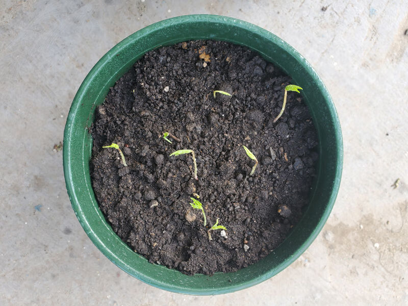 发芽人参种子长白山带土人参苗种植正宗盆栽中药材野山参种苗食用【益