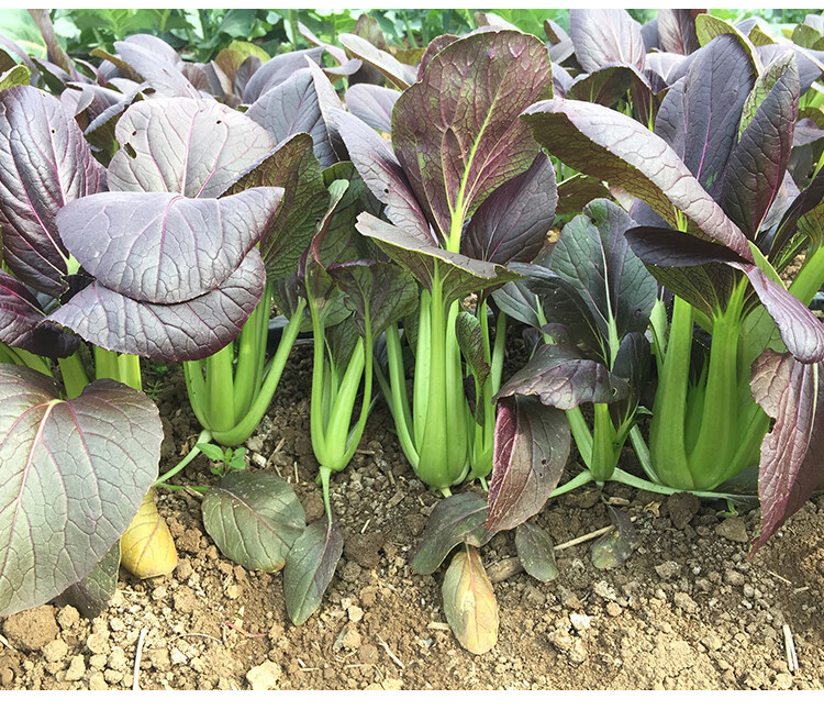 紫油菜种子上海青梗小青菜种籽阳台种菜有机小白菜春秋冬天蔬菜种30袋