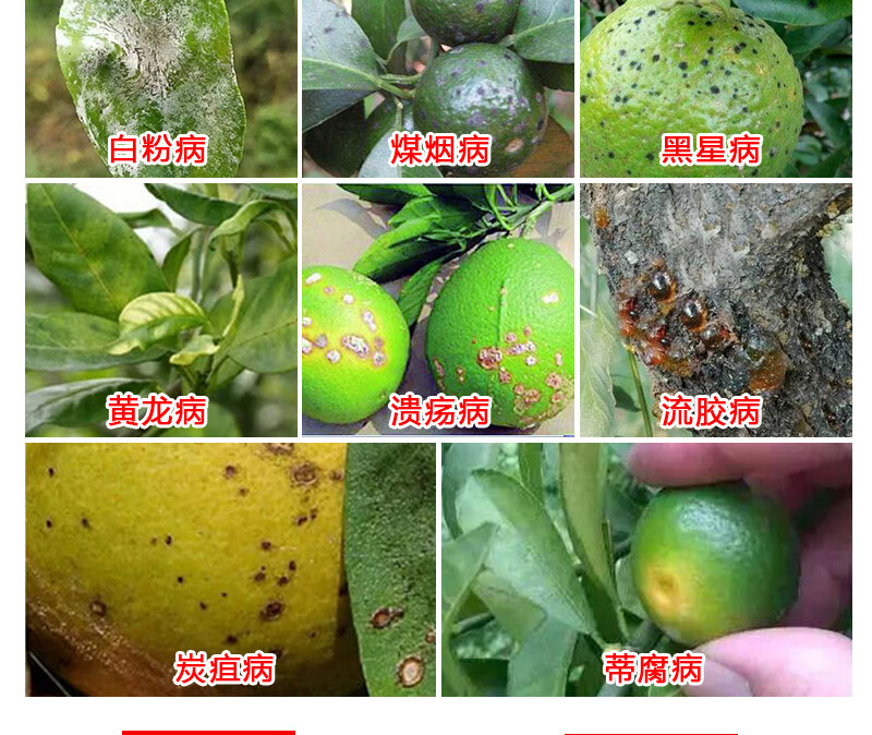 柑橘病全治杀菌剂柑橘黄叶煤污病疮痂病炭疽黄龙病专用药北美农大2箱