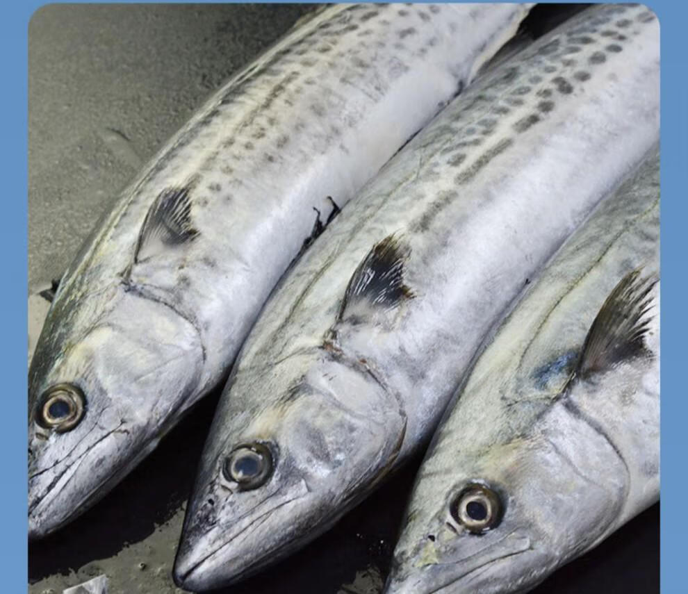 京尊达 青岛大鲅鱼新鲜鲜活速冻马鲛鱼整条海鱼青占鱼冷冻鲅鱼馅送礼