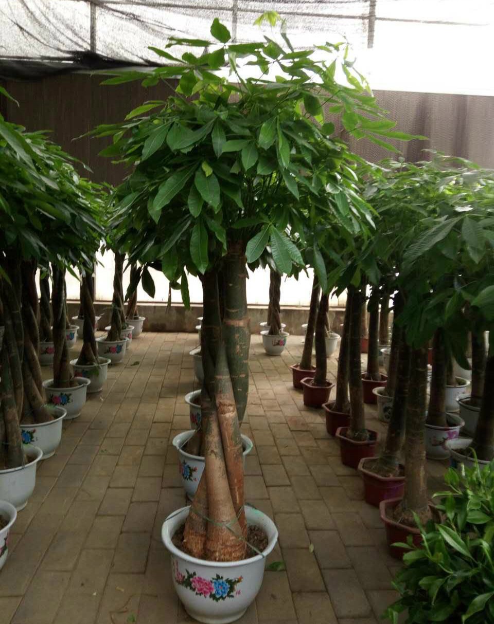 发财树大棵客厅盆栽大型绿植花卉室内步步高绿色植物盆景发财树1215
