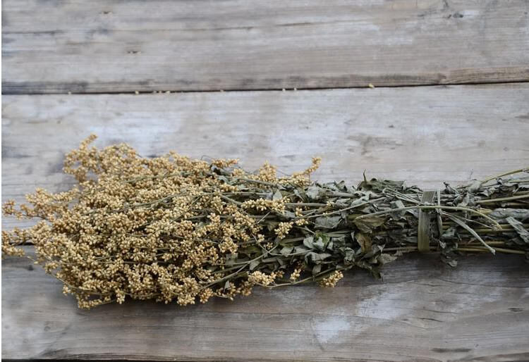 高山野生六月霜茶防中暑解暑热夏季凉茶刘寄奴奇蒿干品 250克【图片