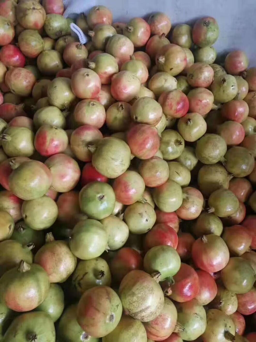 安徽特产怀远石榴红玛瑙玉石籽薄皮新鲜水果现摘大果 怀远甜石榴 【6