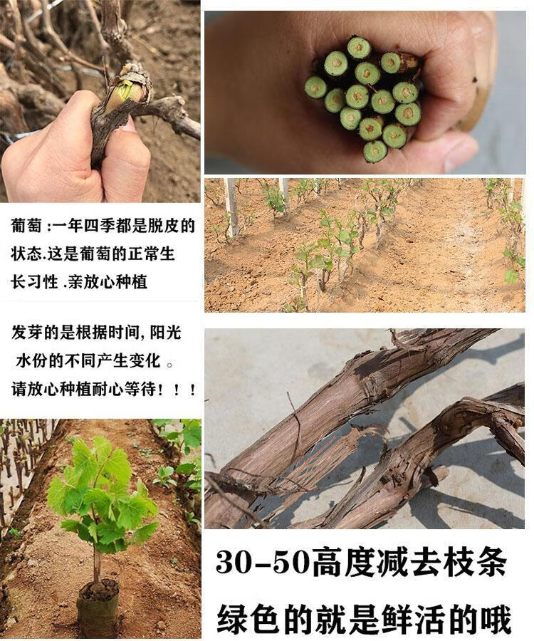 花果山 葡萄树苗阳光玫瑰蓝宝石葡萄苗爬藤巨峰大苗南方北方种植地栽