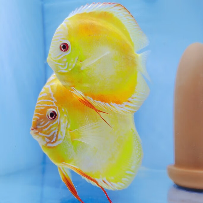 cmcm七彩神仙鱼鱼苗二厘米观赏热带淡水鱼彩色鱼全国发货顺丰高品质