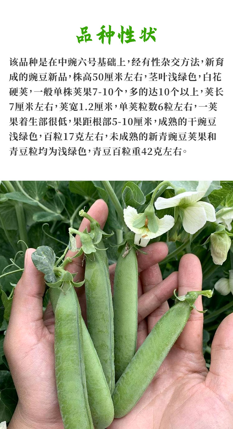 豌豆种子矮生中豌十一号11蔬菜种子荷兰豆农家蔬菜种子籽孑四季 中豌6