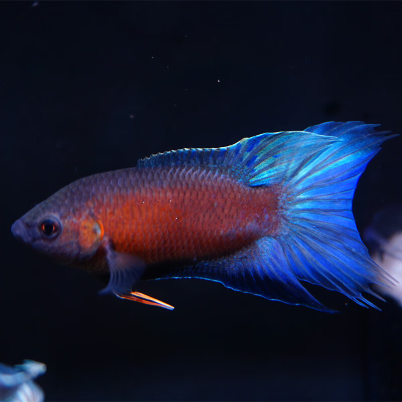 秋颖 中国斗鱼活体人工改良淡水原生观赏鱼小型冷水鱼热带鱼新品种澳