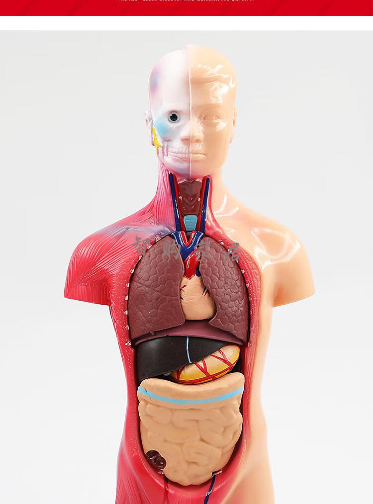 模型构造教学必备医院人体模型解剖人体结构心脏内脏大脑模型教学器官