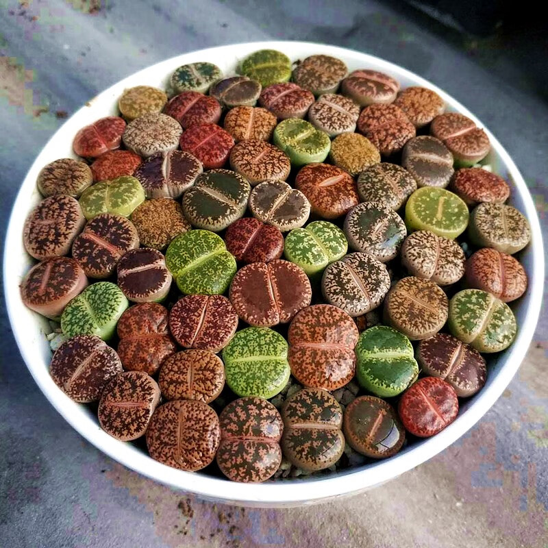 多肉植物玉蝶群生老桩生石花新手套餐日轮紫李紫熏10棵混播061cm不含