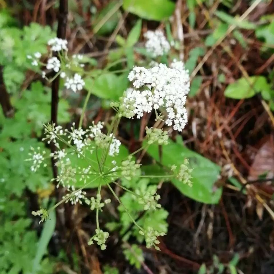 新鲜青草异叶茴芹鹅脚板杏叶防风羊膳七百路通骚羊古全草500g一斤