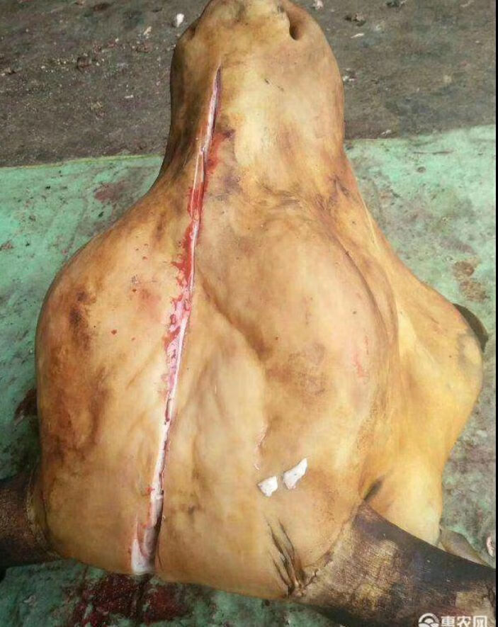 新鲜牛头牛头宴专用可以带牛舌牛角48到50斤左右