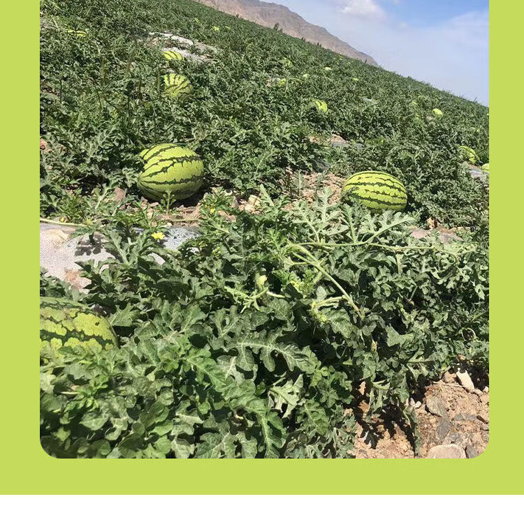 宁夏现摘现发当季新鲜西瓜巨型沙瓤大西瓜 现摘现发 12-15斤 沙甜爽口