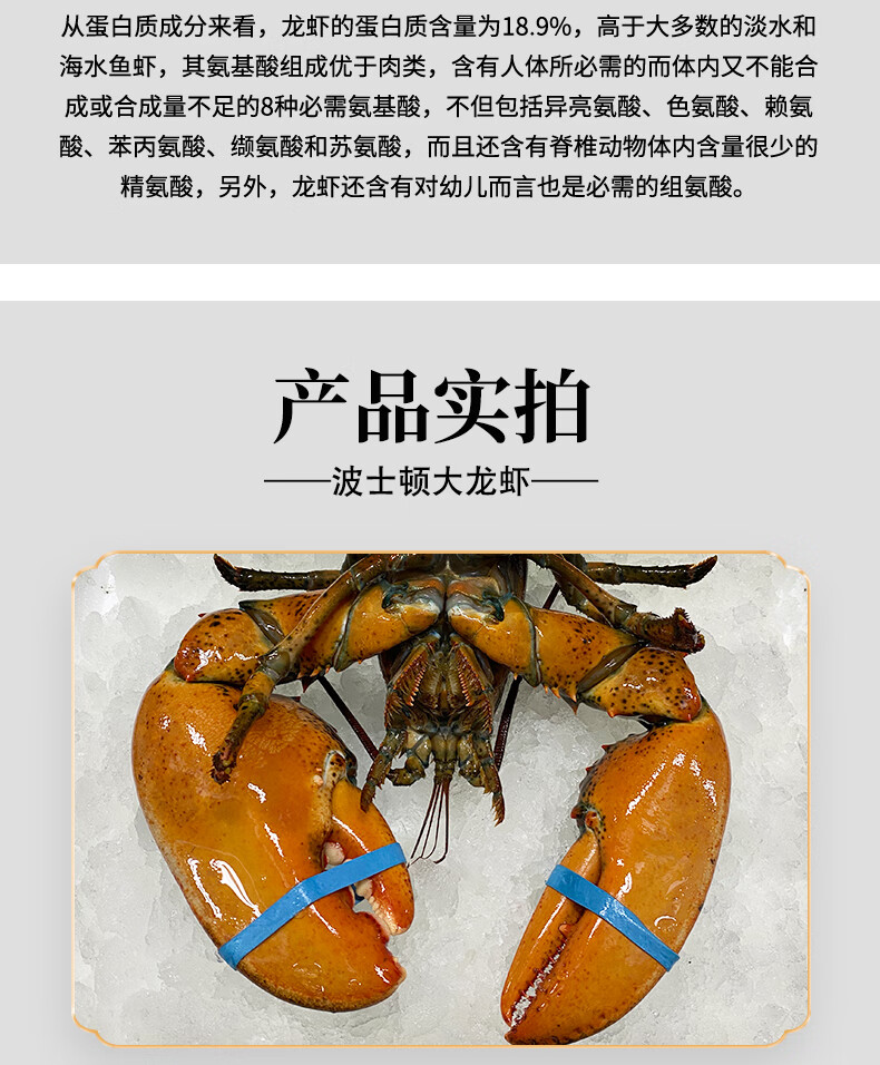 超朴波士顿龙虾生冻大龙虾速冻波龙特大18斤冰鲜加拿大澳龙青龙顺丰