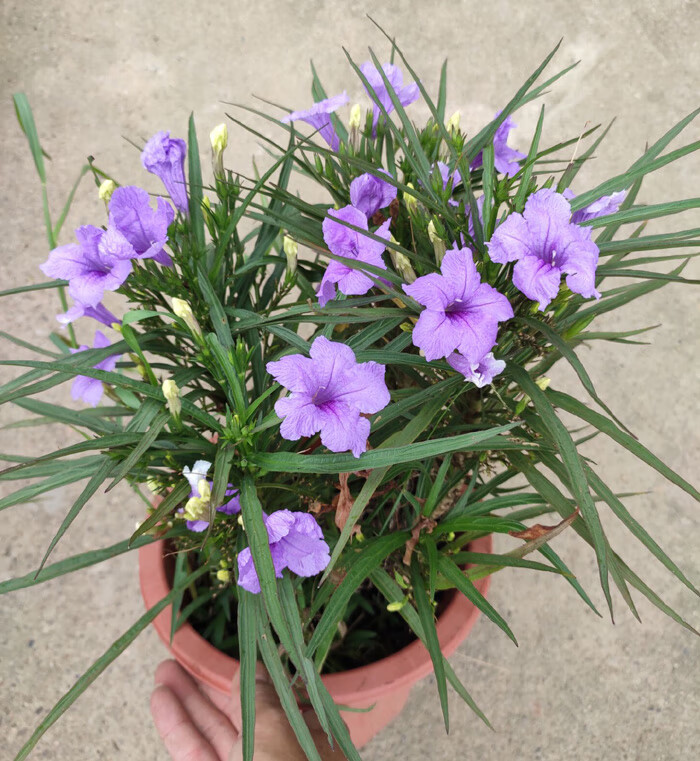 庭园绿植翠芦莉盆栽蓝花草墨西哥矮牵牛耐热路基多年生花卉兰花草混色