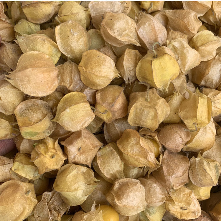 新鲜东北洋黄姑娘果小金豆洋菇娘菇茑龙珠灯笼水果大果3斤